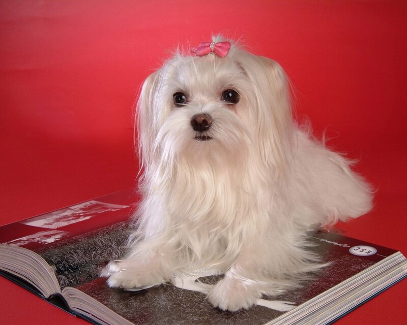 White Maltese Dog — Red