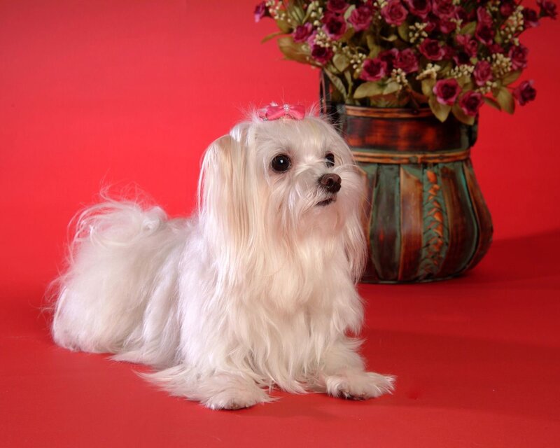 White Maltese Dog