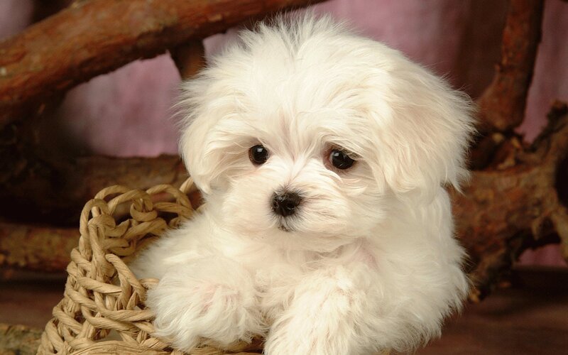 White Maltese Puppy — Calm, Photograph, Basket