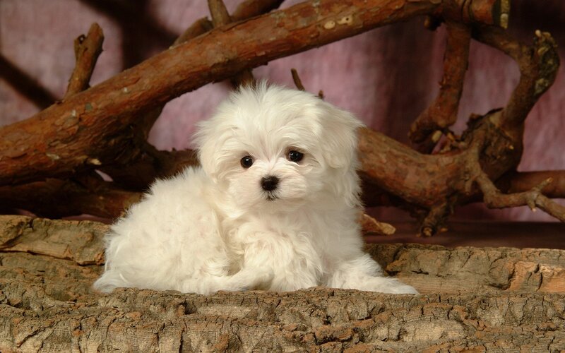 White Maltese Puppy — Calm, Photograph, Branches