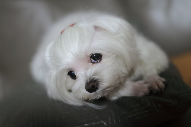 White Maltese Puppy — Calm, Photograph, Pillow