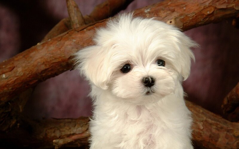 White Maltese Puppy — Calm, Photograph, Wooden Branch
