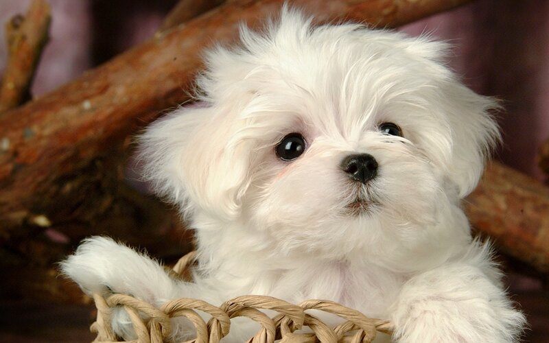 White Maltese Puppy — Calm