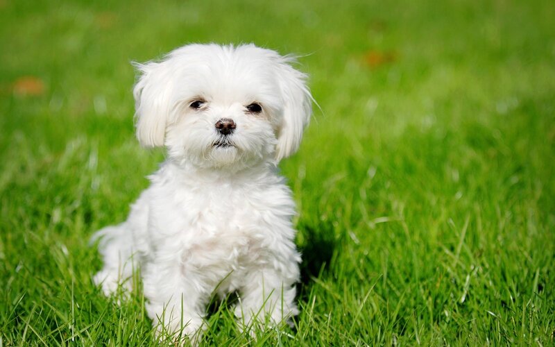 White Maltese Puppy — Green, Calm