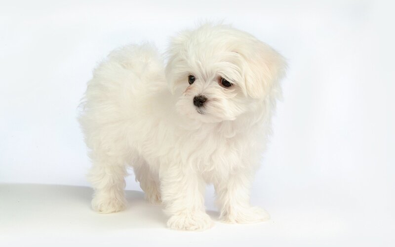 White Maltese Puppy — Neutral