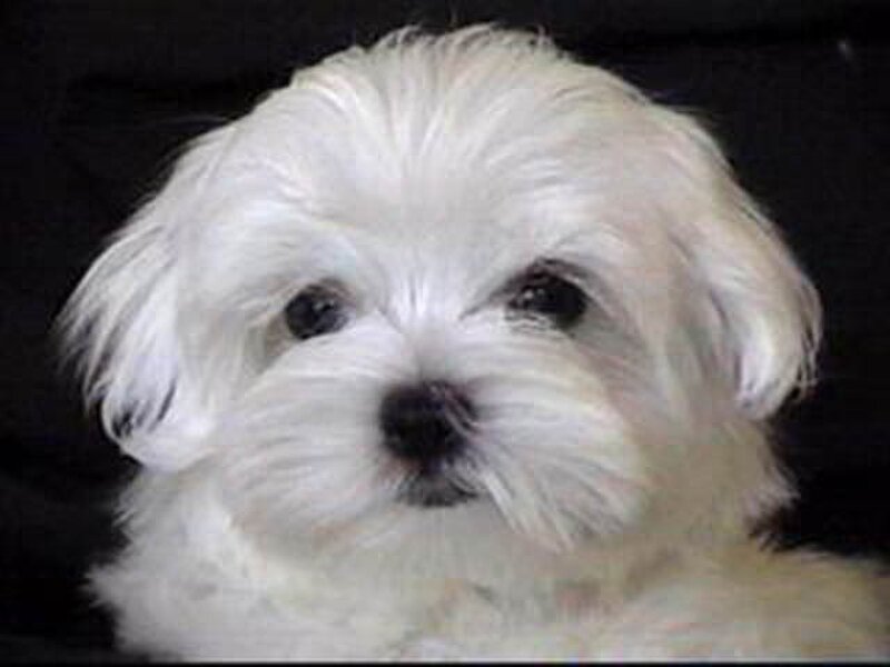 White Maltese Puppy