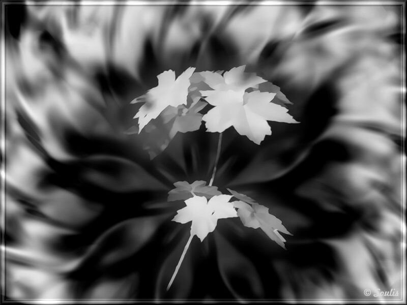White Maple Leaves