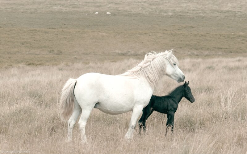 White Mare and Black Foal