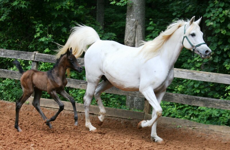 White Mare and Brown Foal — Active