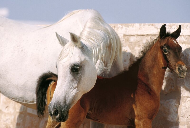 White Mare and Brown Foal — Calm, Afternoon