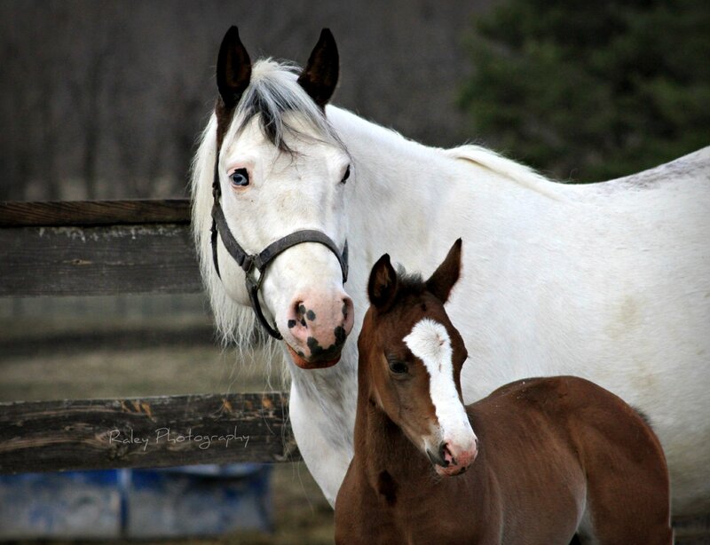 White Mare and Brown Foal — Calm