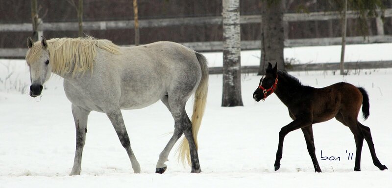 White Mare and Dark Foal
