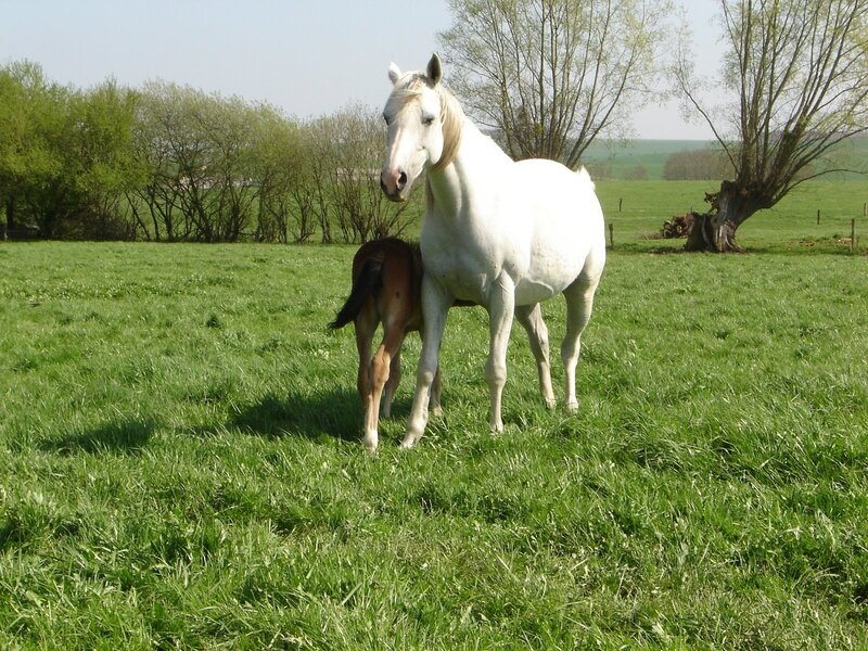 White Mare and Foal — Green, Serene