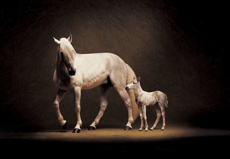 White mare and foal in spotlight