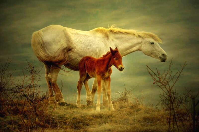 White Mare and Foal
