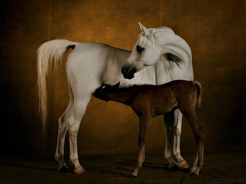 White Mare Nursing Foal — Brown, Serene