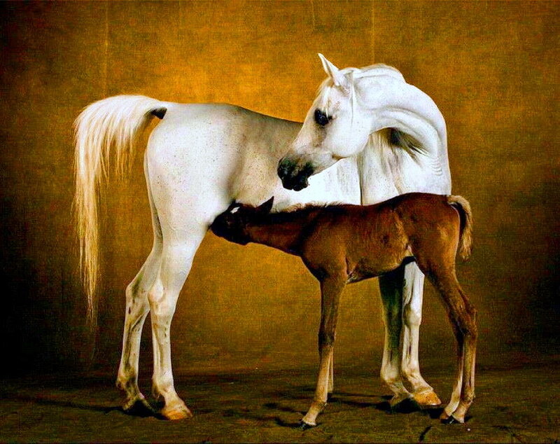 White Mare Nursing Foal — Brown