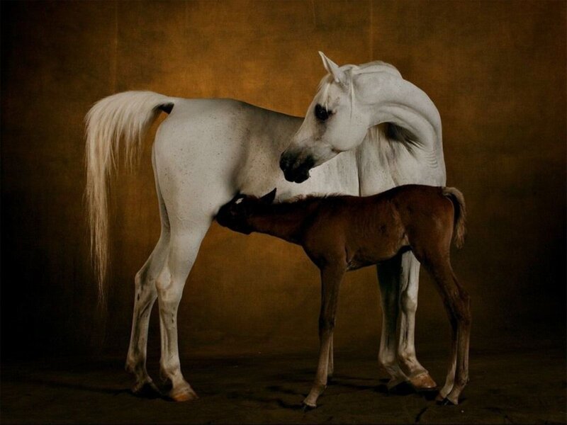 White mare nursing foal