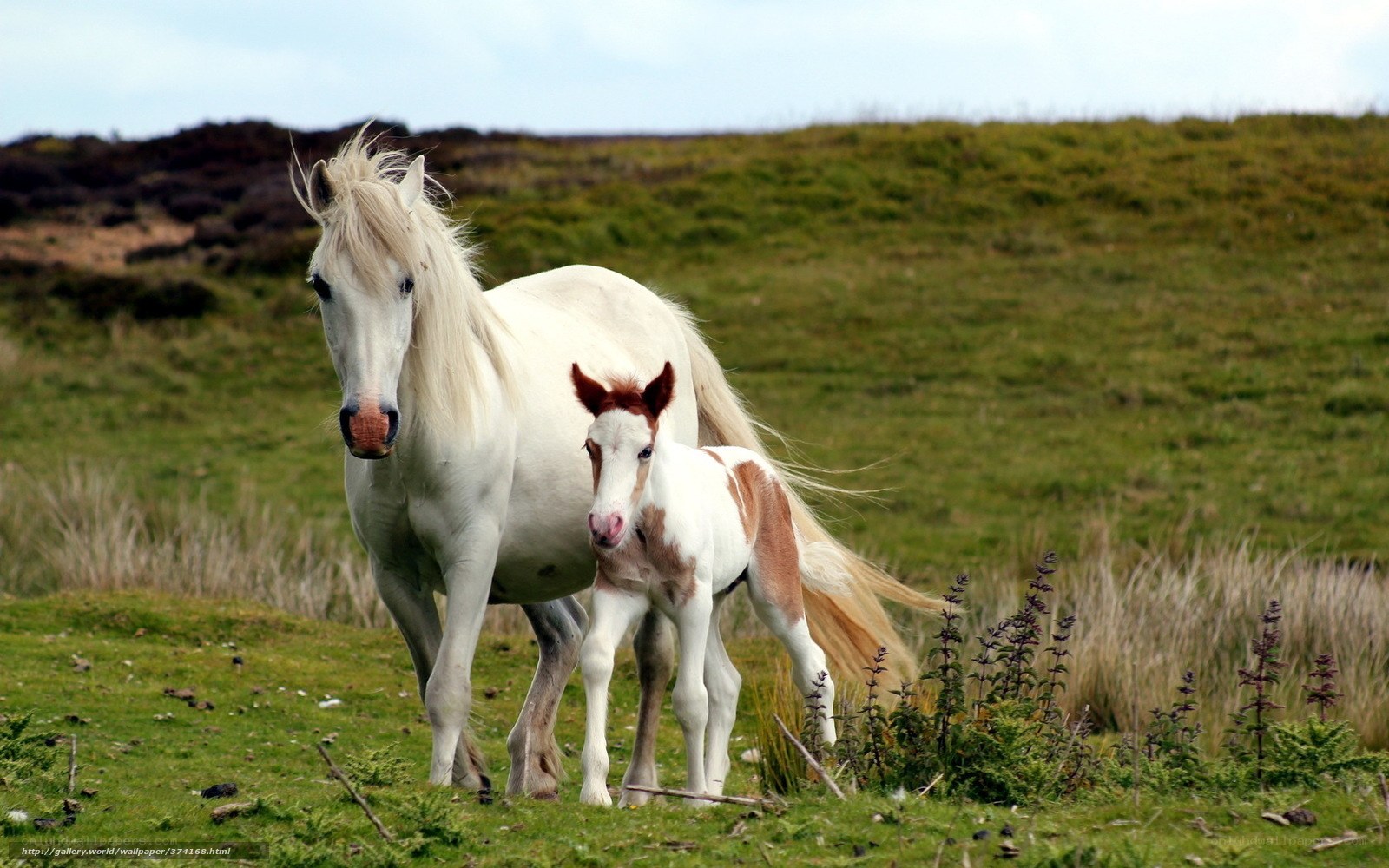 White mare with foal in field