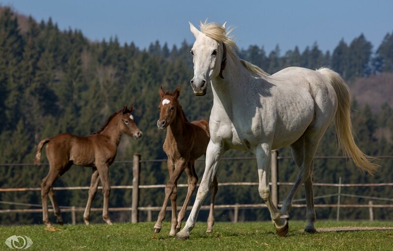 White Mare with Two Foals