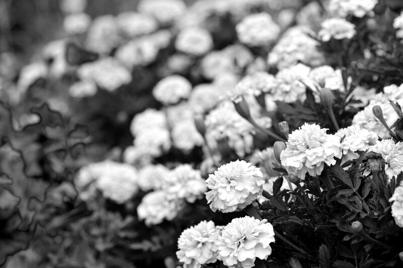 White Marigold Flowers