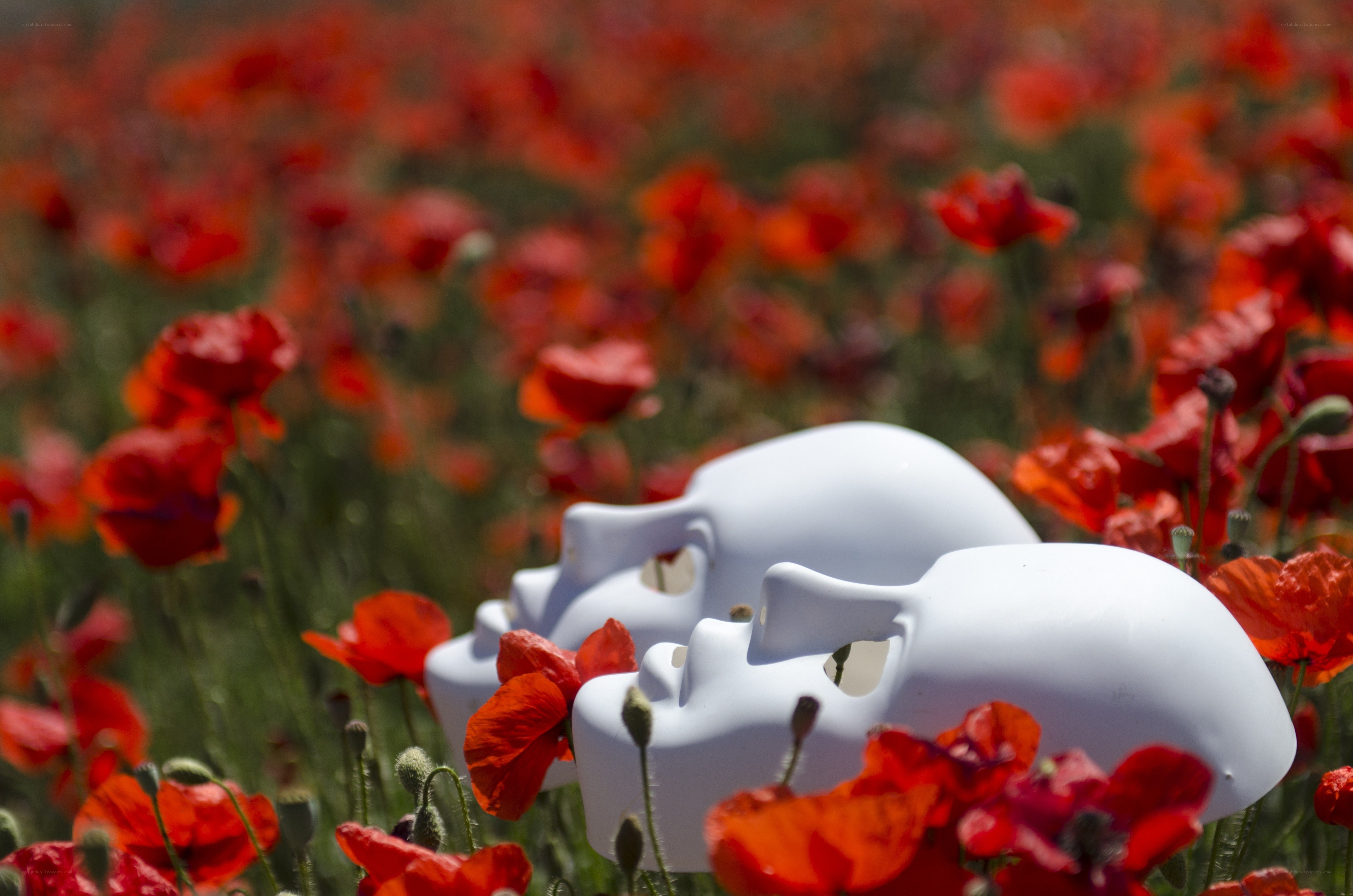 White masks in poppy field
