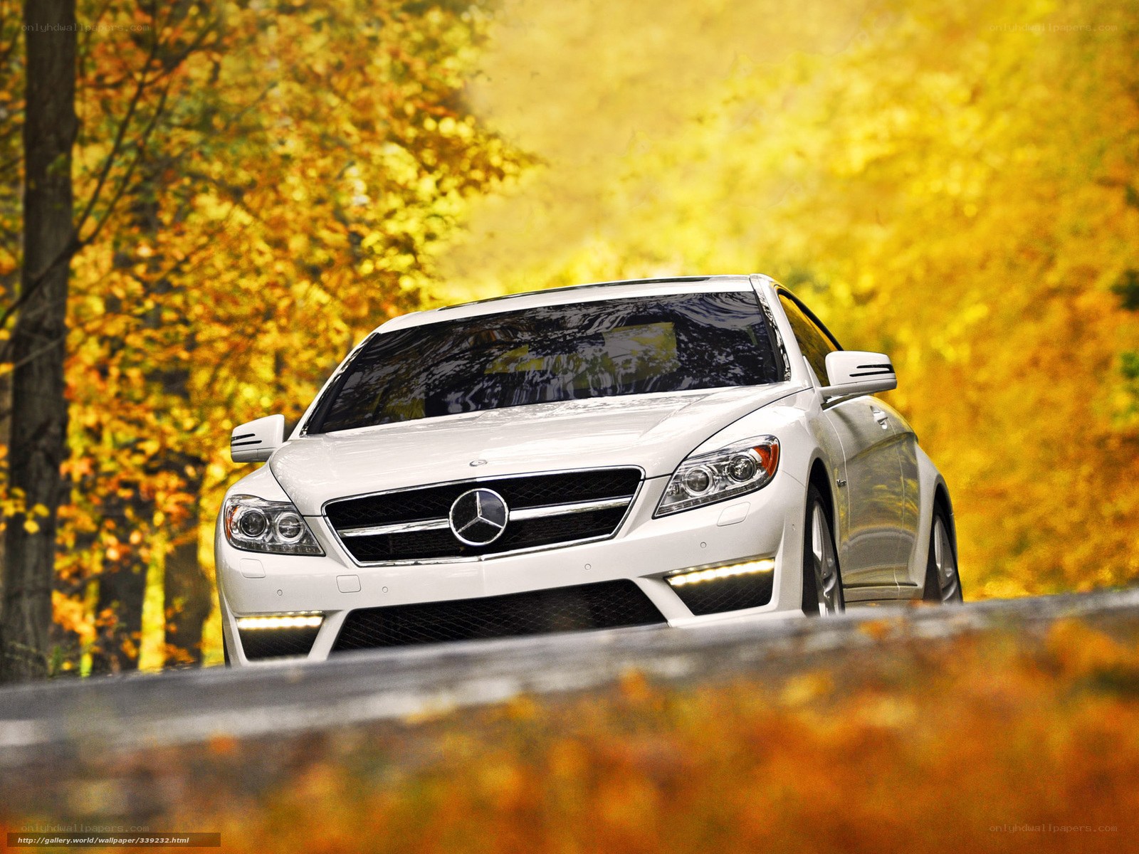 White Mercedes-Benz on autumn road