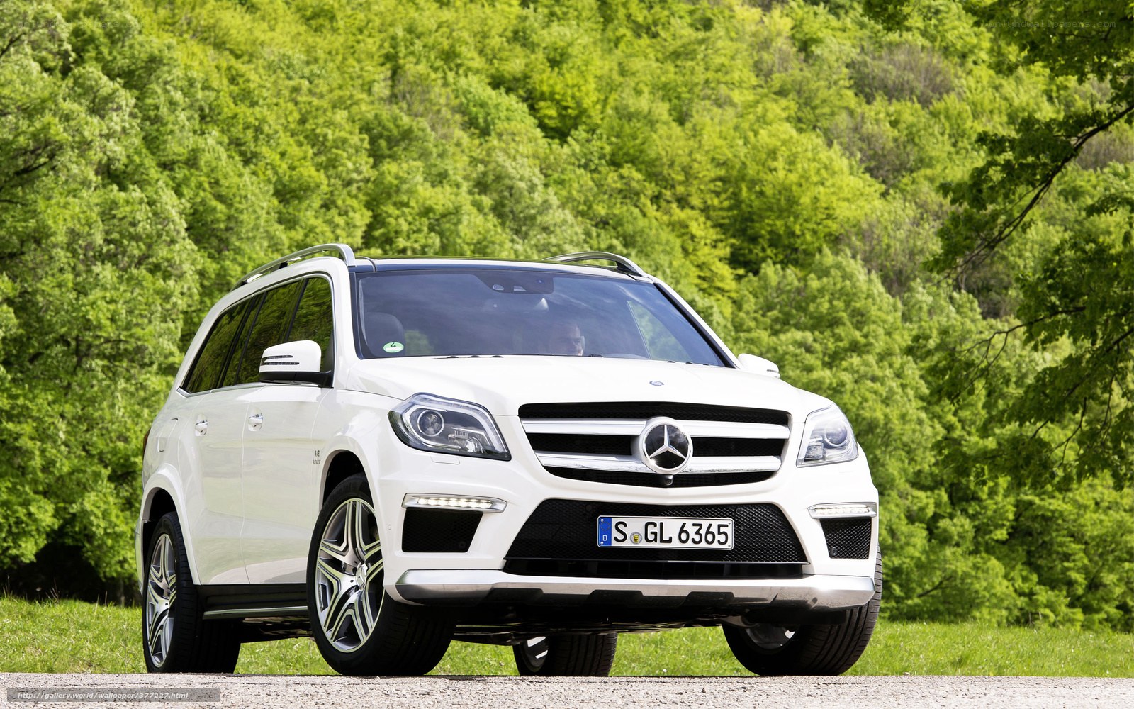 White Mercedes-Benz SUV in forest