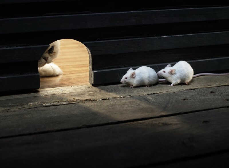 White Mice and Cat — Black