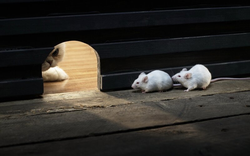 White Mice and Cat