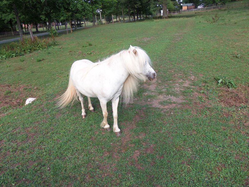 White Miniature Horse
