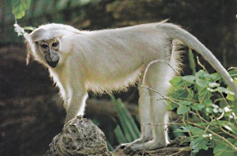 White Monkey on Rock — Natural