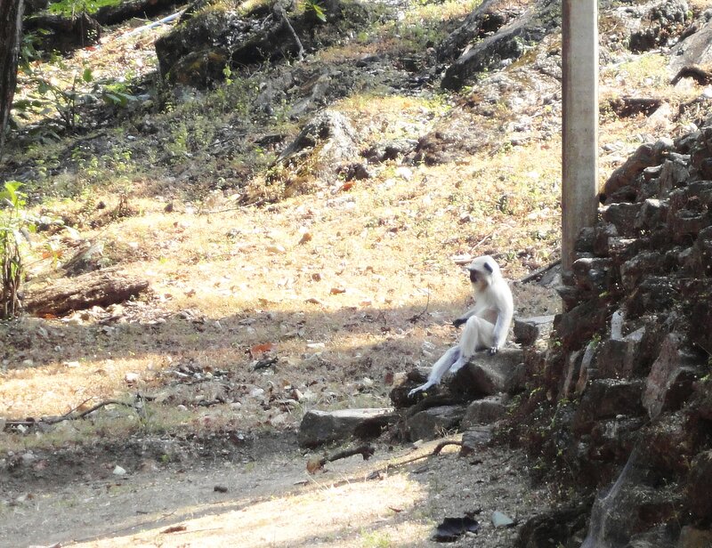 White Monkey on Rock