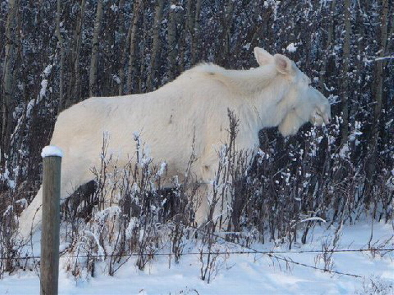 White Moose in Snow
