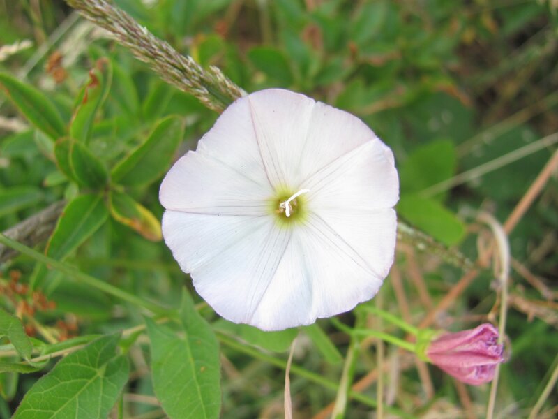 white morning glory flower