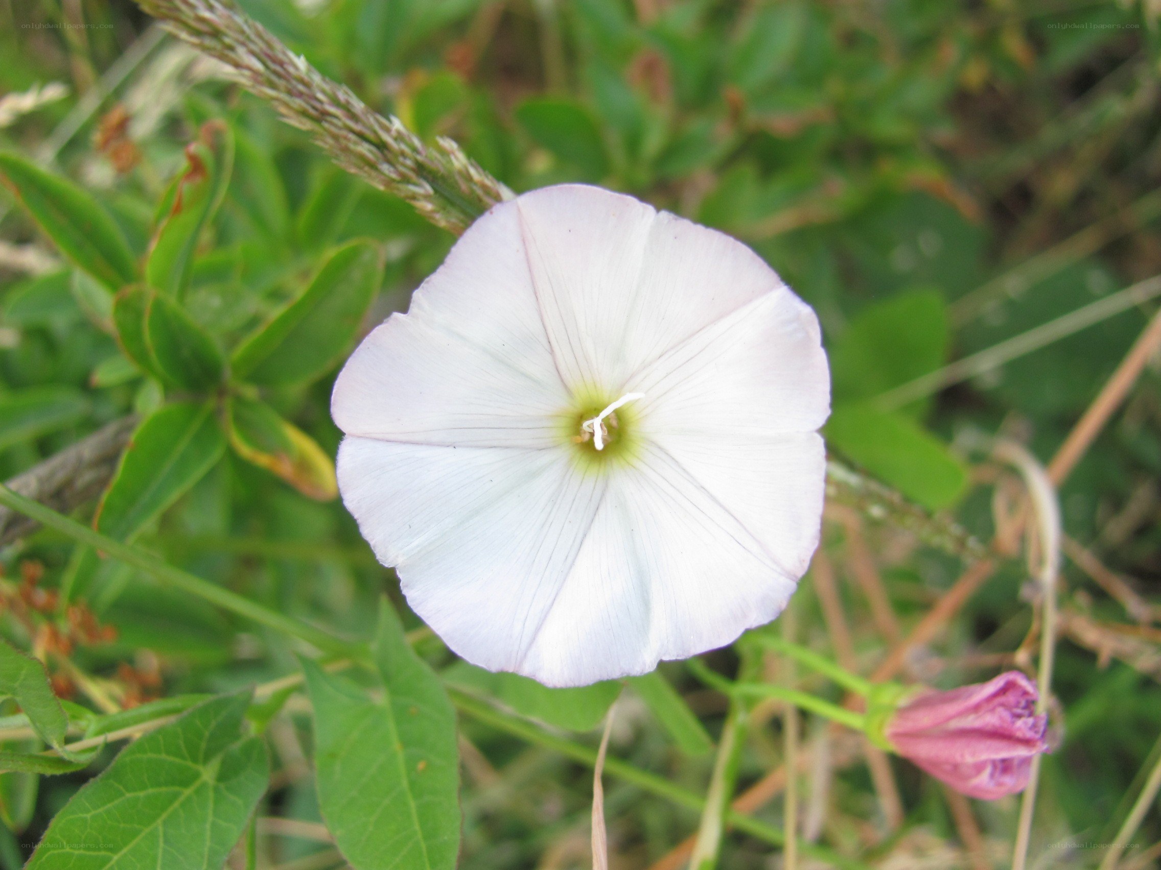 white morning glory flower