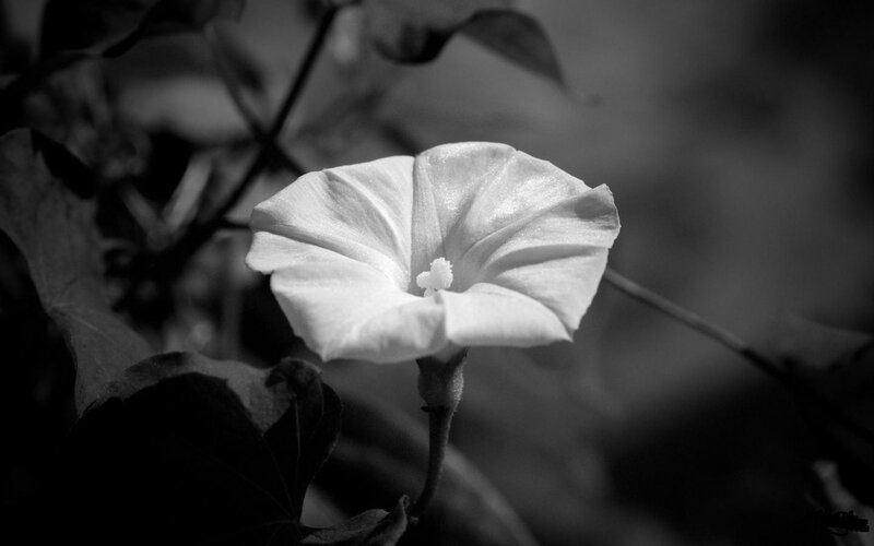 white morning glory flower