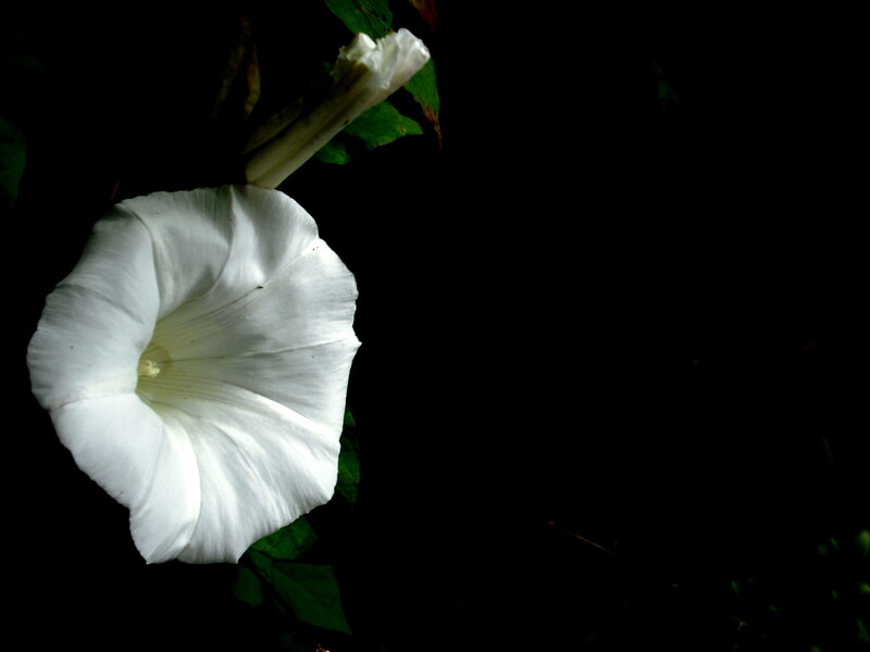 White morning glory flower