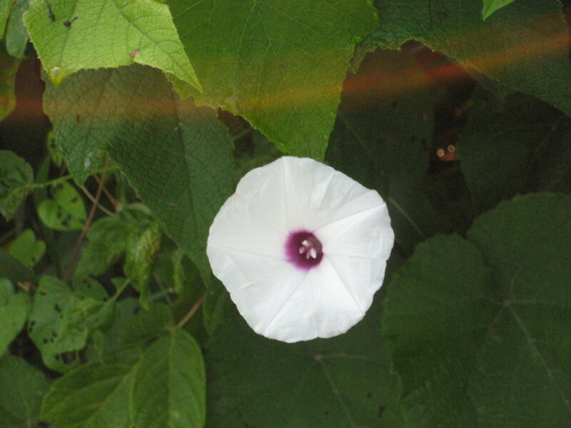White Morning Glory Flower — Calm, Photograph, Green Leaves, Purple Center