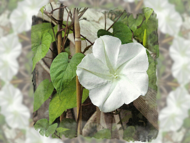 White Morning Glory Flower — Calm, Photograph