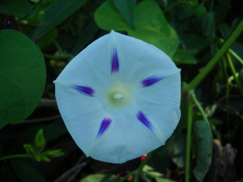 White Morning Glory Flower — Calm