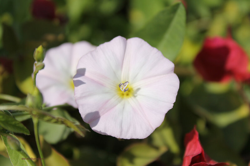 White Morning Glory Flower — Serene, Afternoon