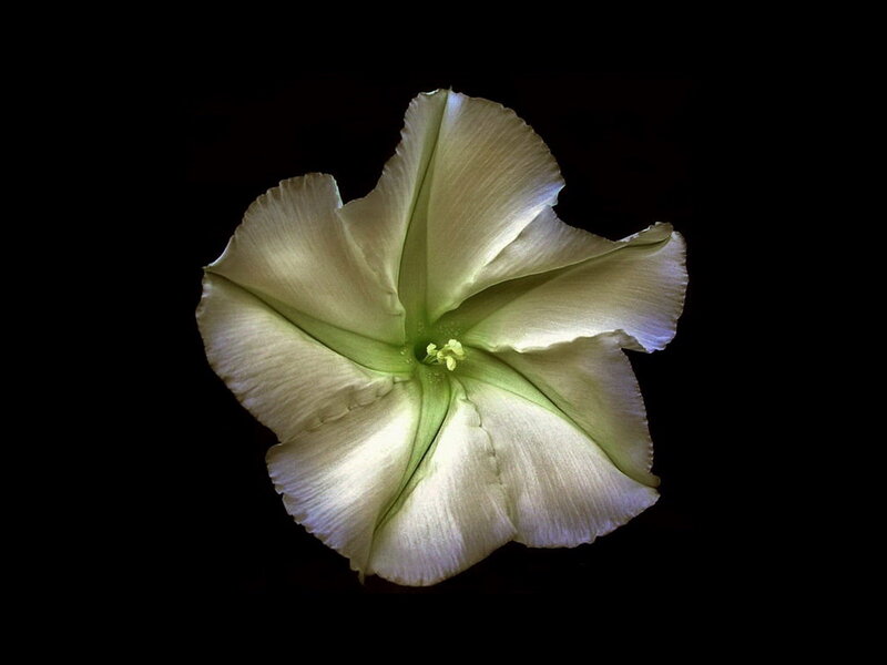 White Morning Glory Flower — Serene, Night