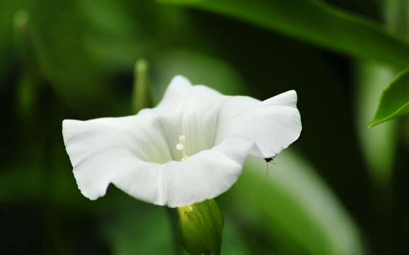 White Morning Glory Flower — Serene, Photograph, Leaf