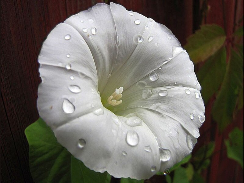 White Morning Glory Flower — Serene, Photograph