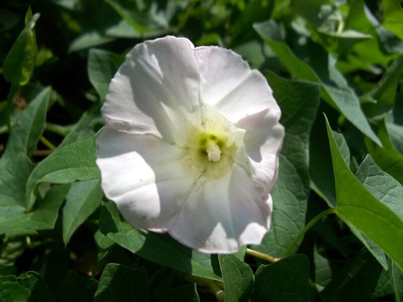 White Morning Glory Flower — Serene