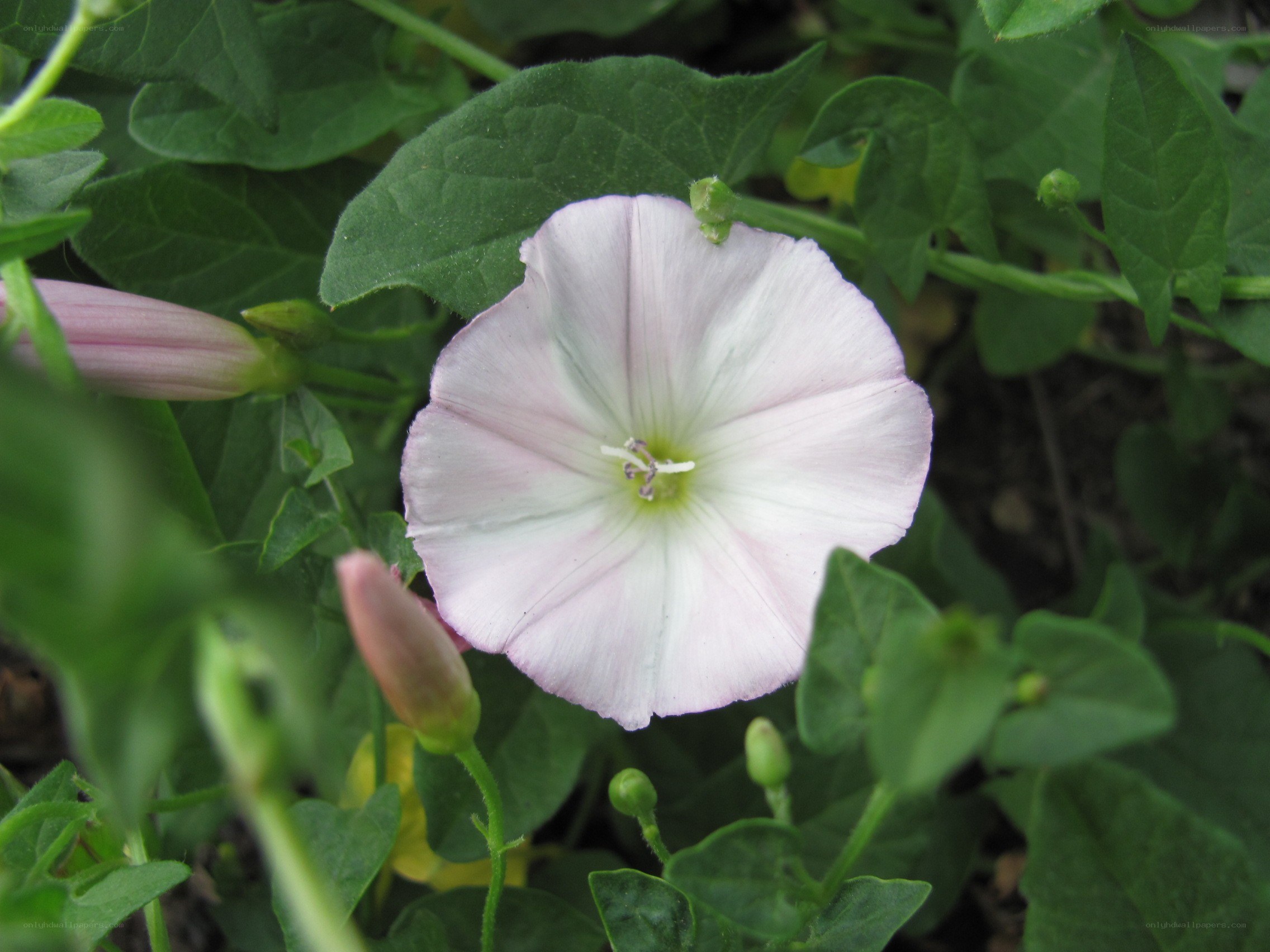 white morning glory flower
