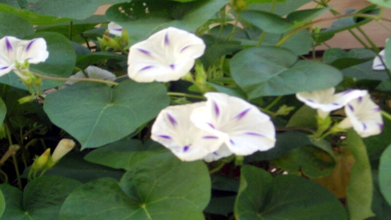 White Morning Glory Flowers — Calm