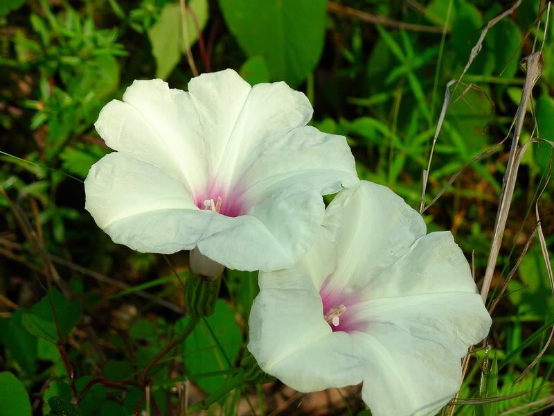 White Morning Glory Flowers — Serene, Photograph