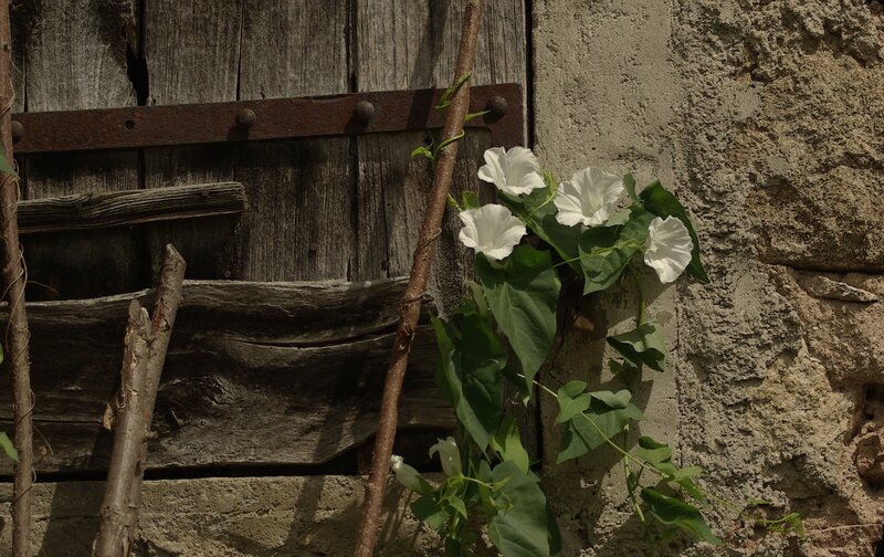 White Morning Glory Flowers — Serene